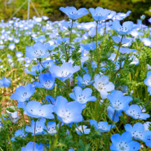 Nemophila