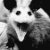 DrunkenOpossum