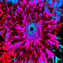 Dramatic Crimson Red, Purple and Black Dahlia