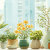 Botanical Nook