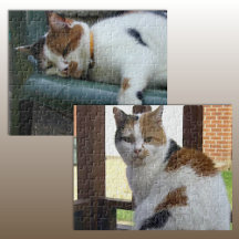 Calico Cat Jigsaw Puzzles