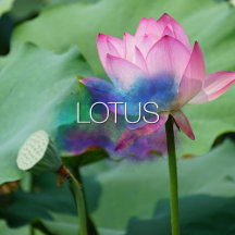 Lotus Collection