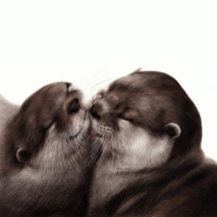 Kussende otters - met de hand geschilderde dierenk sticker