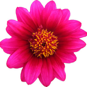 Weddenschap Land Paarse lade Kaart