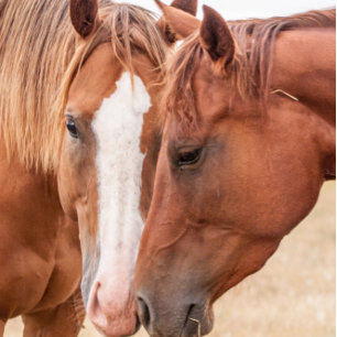 Paarden die elkaar in een wei aaien kaart