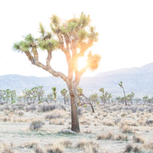 Elegant Boho Desert Greenery Joshua Tree Wedding Bedankkaart