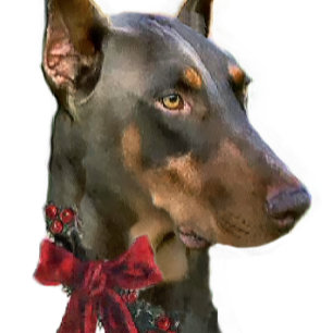 Kerstmis van Pinscher van Doberman Feestdagen Kaart