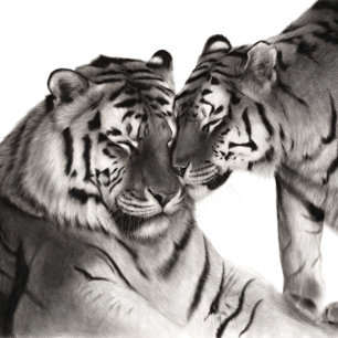 Tijger Liefde Kunst - Handgeschilderde Wilde Natuu Foto Afdruk
