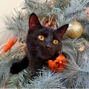 Black Cat Merry kerst Bedankkaart