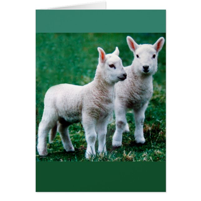 Sven & Ole-kaart (Voorkant)