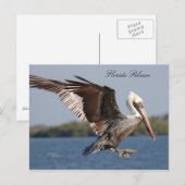 SW Florida Pelican Briefkaart (Voorkant / Achterkant)