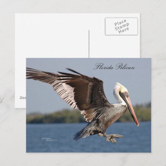 SW Florida Pelican Briefkaart (Voorkant / Achterkant)