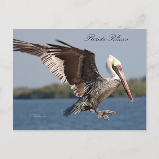 SW Florida Pelican Briefkaart (Voorkant)