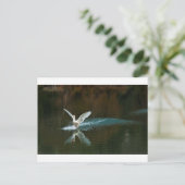 swaanmeer briefkaart (Staand voorkant)