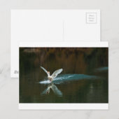 swaanmeer briefkaart (Voorkant / Achterkant)