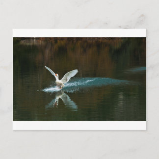 swaanmeer briefkaart