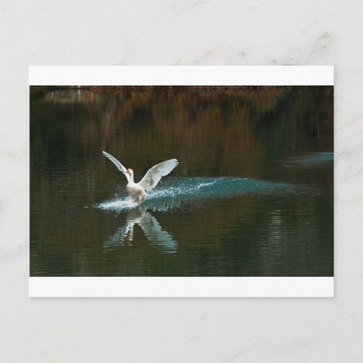 swaanmeer briefkaart (Voorkant)