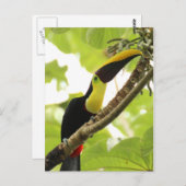 Swainson Toucan Briefkaart (Voorkant / Achterkant)