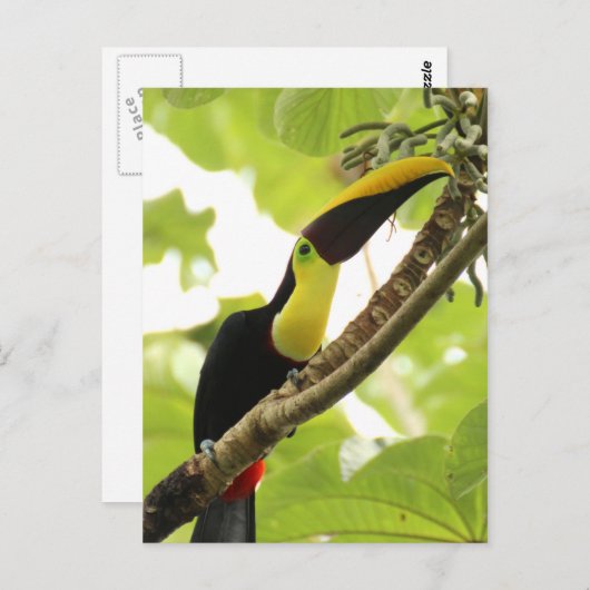 Swainson Toucan Briefkaart (Voorkant / Achterkant)