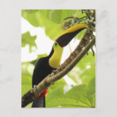Swainson Toucan Briefkaart (Voorkant)