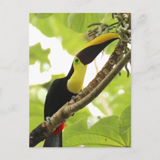 Swainson Toucan Briefkaart (Voorkant)