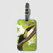 Swainson Toucan Exotic Bird Bagagelabel (Voorkant (verticaal))