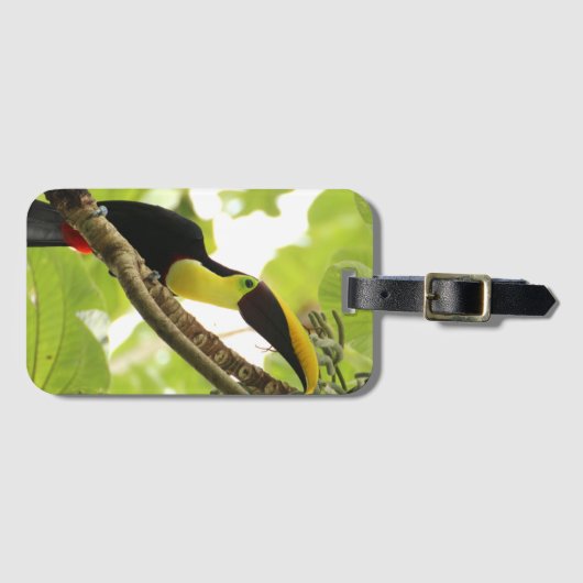 Swainson Toucan Exotic Bird Bagagelabel (Voorkant (horizontaal))