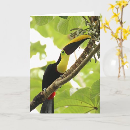 Swainson Toucan Exotic Bird Kaart (Gele Bloem)