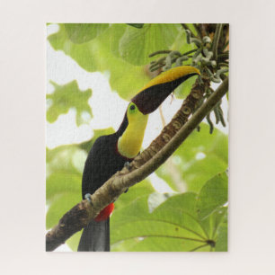 Swainson Toucan Exotic Bird Legpuzzel