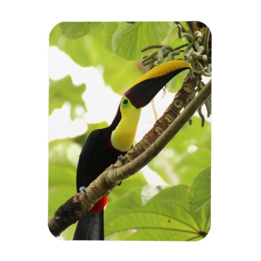 Swainson Toucan Exotic Bird Magneet (Verticaal)