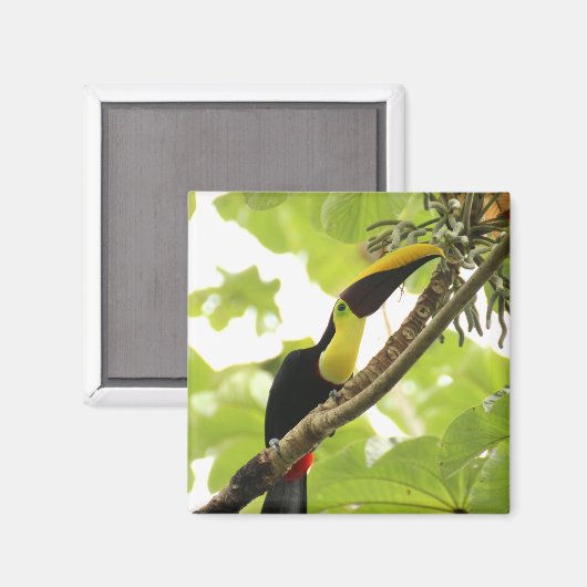 Swainson Toucan Exotic Bird Magneet (Voorkant / Achterkant)