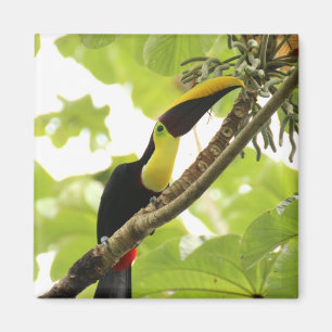 Swainson Toucan Exotic Bird Magneet