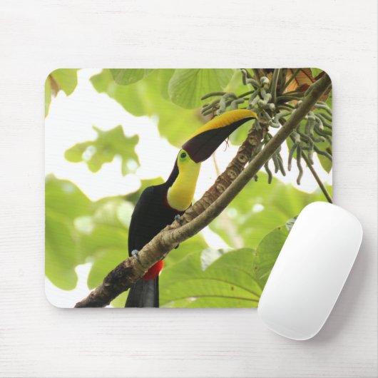 Swainson Toucan Exotic Bird Muismat (Met muis)