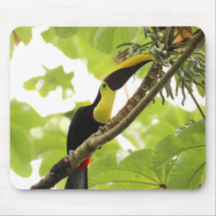 Swainson Toucan Exotic Bird Muismat