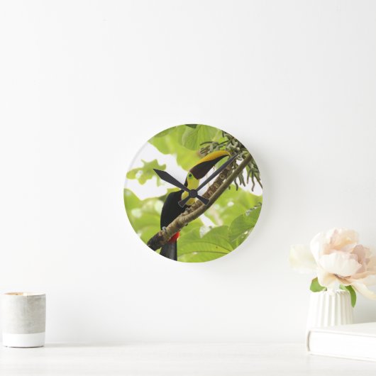 Swainson Toucan Exotic Bird Ronde Klok (Huis)