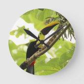 Swainson Toucan Exotic Bird Ronde Klok (Voorkant)