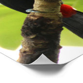 Swainson Toucan Poster (Hoek)