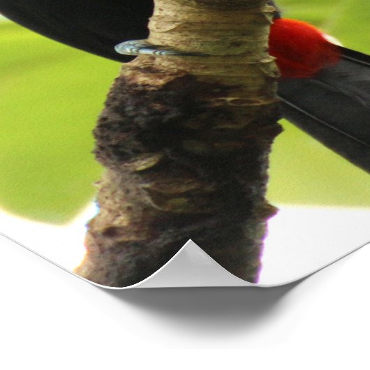 Swainson Toucan Poster (Hoek)