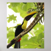 Swainson Toucan Poster (Voorkant)