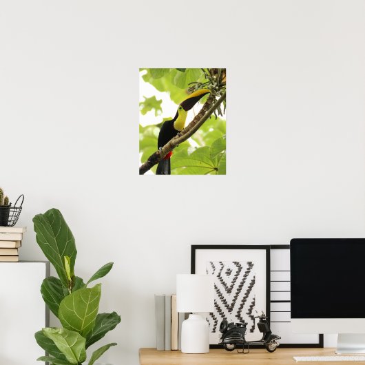 Swainson Toucan Poster (Thuiskantoor)