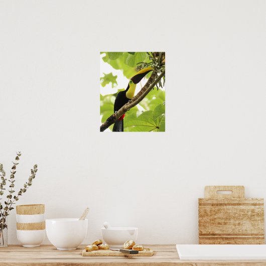 Swainson Toucan Poster (Keuken)
