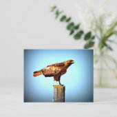Swainson's Hawk Briefkaart (Staand voorkant)