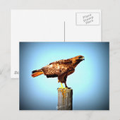 Swainson's Hawk Briefkaart (Voorkant / Achterkant)