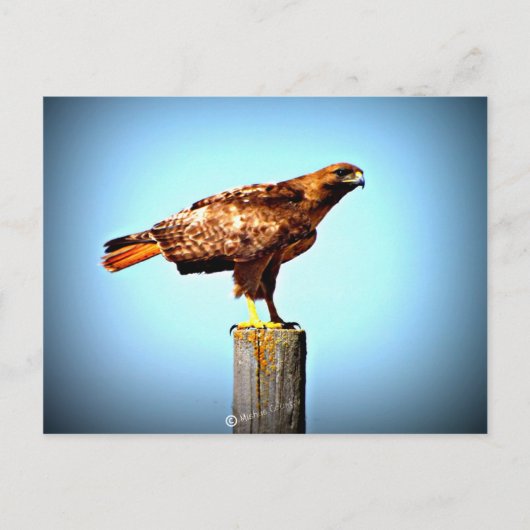Swainson's Hawk Briefkaart (Voorkant)