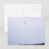 Swainson's Hawk Briefkaart (Voorkant / Achterkant)