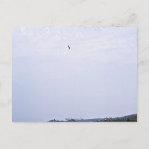 Swainson's Hawk Briefkaart