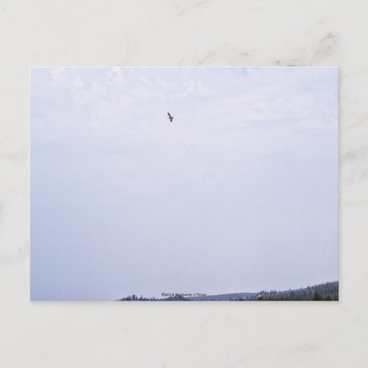 Swainson's Hawk Briefkaart (Voorkant)