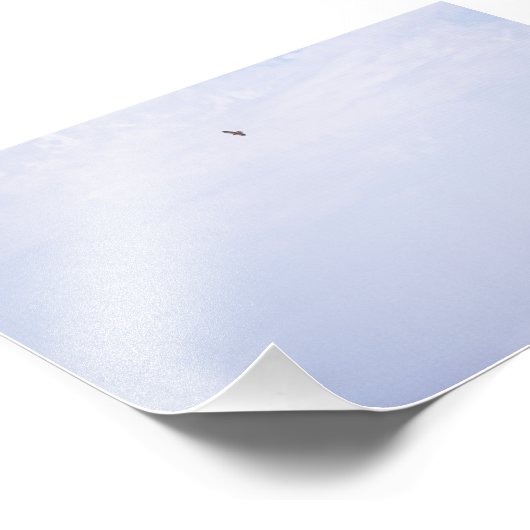 Swainson's Hawk Foto Afdruk (Hoek)