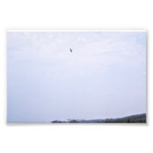 Swainson's Hawk Foto Afdruk (Voorkant)