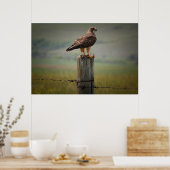 Swainson's Hawk met zijn dood Poster (Keuken)